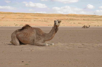 Oman-Wueste
